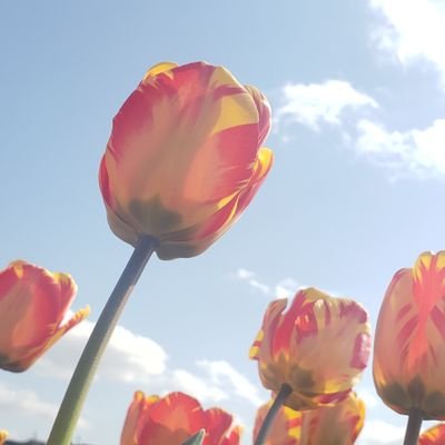 D2wB9owXcz52047's profile picture. ただの趣味アカ
🌸🌻🍁❄️