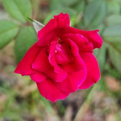 Kharmissa325's profile picture. 