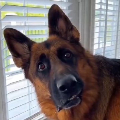 NotEvenKlaus_'s profile picture. ; --- 200%banana