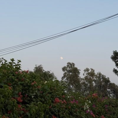 balkandaari's profile picture. taking the sourest lemon that life has to offer and turning it into something resembling lemonade 🦋