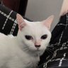 noturninha's profile picture. Hum