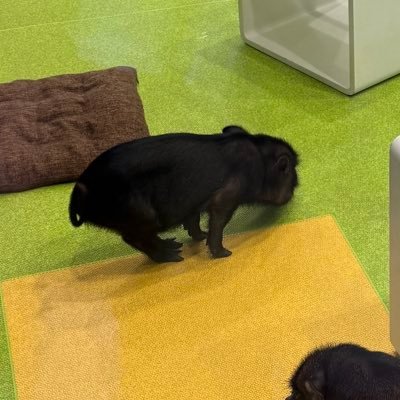 lffeai's profile picture. 