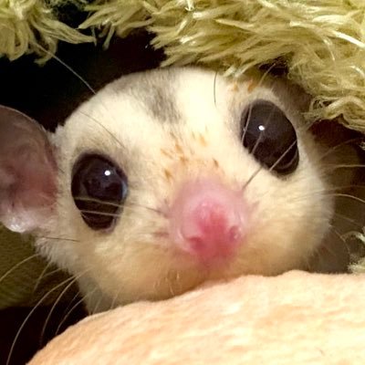 動物全般好きです｜🦎【だいふく】レオパ♀（スーパーマックスノー）2022.04.10お迎え｜🆕🍑【でびる】フクモモ♂（モザイク）2025.09.14お迎え