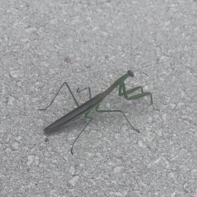 メガネ男子をこよなく愛しています。推しはほしみつひこ