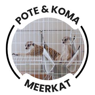 potekomanoheya's profile picture. 🦴のんびり在宅ワーカーとやんちゃなミーアキャットたちの毎日🦴
23年2月生まれ・2歳の男の子「ぽてち」
24年6月に仲間入り・4歳の女の子「こまち」
お昼寝、ケンカ、おやつタイム…ゆる〜く楽しめる癒し系日記です🎥✨
https://t.co/ISIP6EBPy8