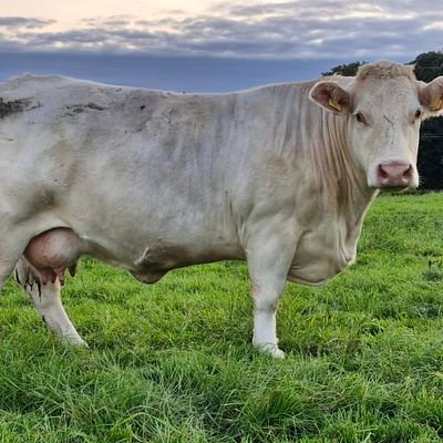 SebanaMoynagh's profile picture. Owner of Breffni Charolais Herd.