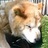 shiba_mini's profile image