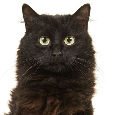 NEKO1281820's profile picture. カレーパンが好きです チームRising入ってます  #デュエプレ #デュエマ #チームRising https://t.co/RJ2NlvqnLd