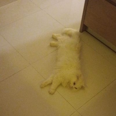 JoshuaGaberiel's profile picture. Onchain Trencher .
market analyst 💯💯 
content writer 🎯🎯
builder on AI/Blockchain.⚡⚡