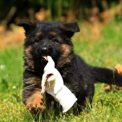 GSD_longhair's profile picture. 