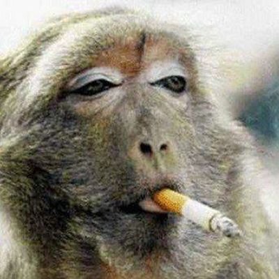 TattooCRP's profile picture. Faço tatuagem, gosto de jogo veio, rage política, shitpost e macacos. Quero ser cremado.