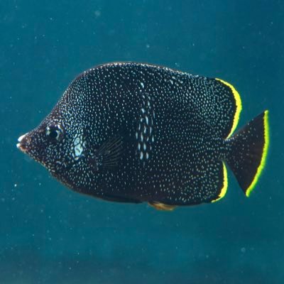 nogi_chaanimal's profile picture. 動物が好きで動物園水族館によく出没する大学1年生 フィールドも頑張りたい 撮影→投稿に時差あり