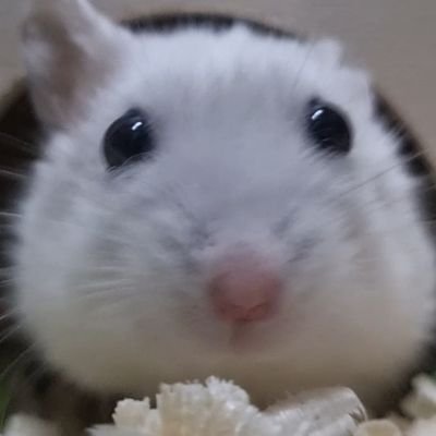 @pado5913