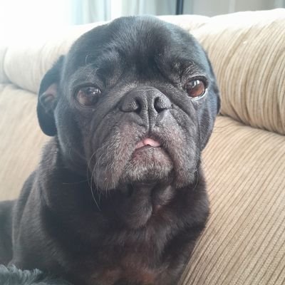 dozerlmao's profile picture. bull dozers are kool ig