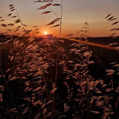 SensaltLeyla's profile picture. 
