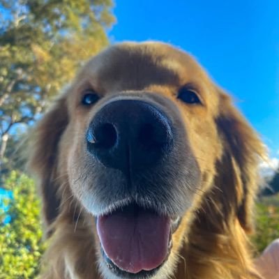 AnnaMarieMcDa14's profile picture. I am not only a bookworm, but also a writer. Love Tim and Lucy on #TheRookie! Am a fur mommy