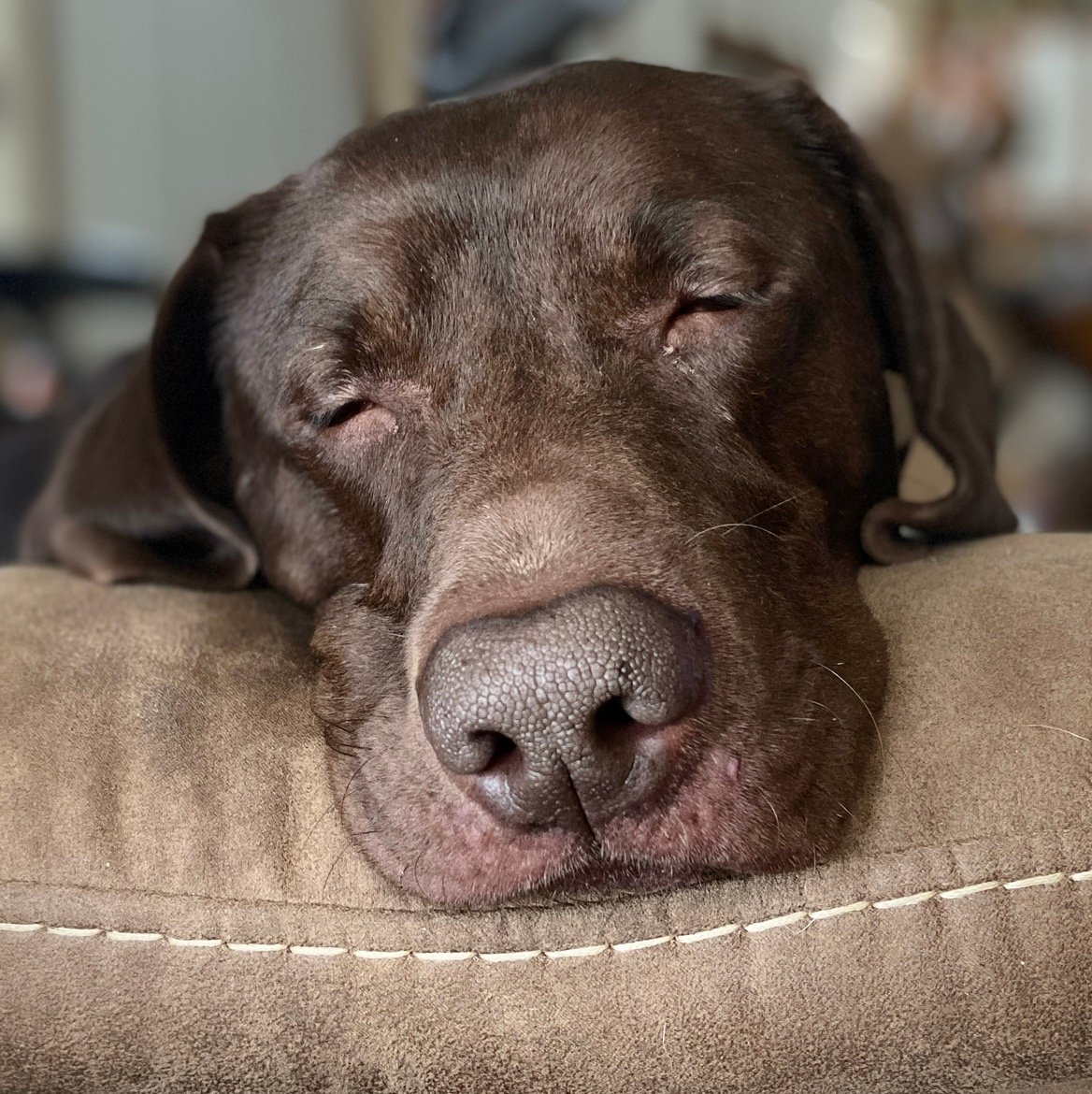 Shannon7495's profile picture. I am believer, a follower, and do my best to walk with my Lord. I love God, my Family, my Country, OH YES coffee and chocolate!