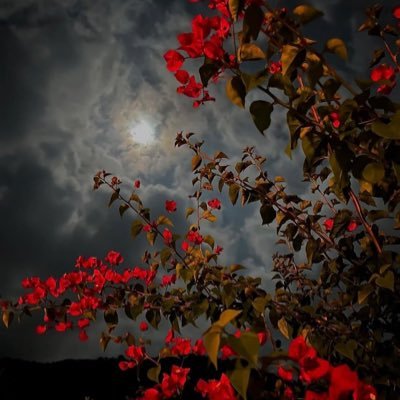 hadeel29116656's profile picture. ❤️