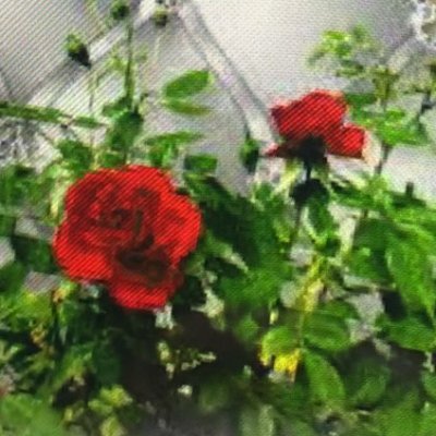 Mazen368030's profile picture. 