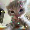kokomiiart's profile picture. if all was once love then love is the name