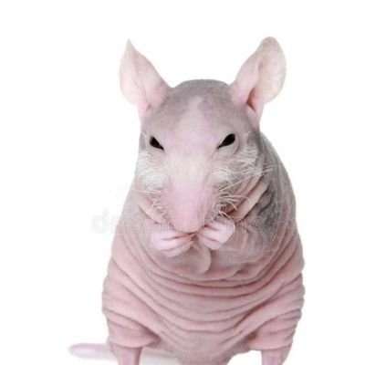 LelecoRato's profile picture. •looking for love in all the wrong places, oh my god♪ •Futilidades e desabafos de um encalhado🤙 •Máfia do Alfabeto🏳️🌈