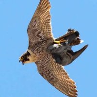 DOĞAN (@mehmetalidogn) 's Twitter Profile Photo