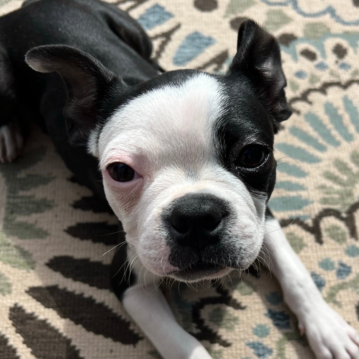 barkingspiderz2's profile picture. 