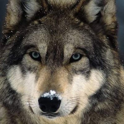 GREYWOLFMANN's profile picture. 