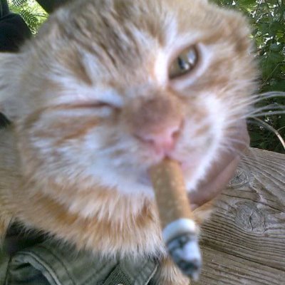 nicotinoboy's profile picture. 