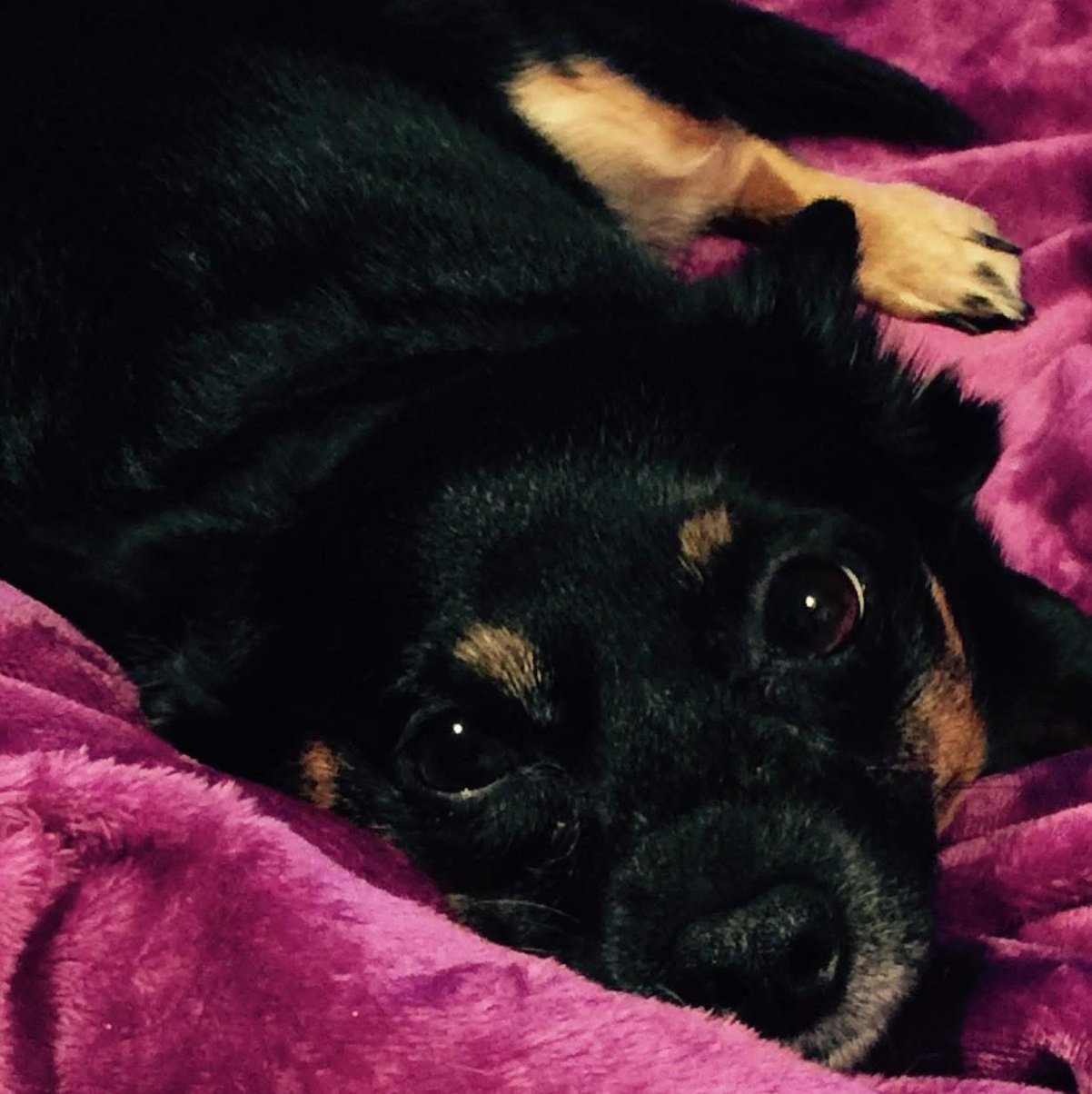 eat_shit_libs's profile picture. 