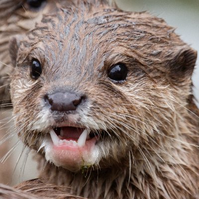 xenatheotter's profile picture. 