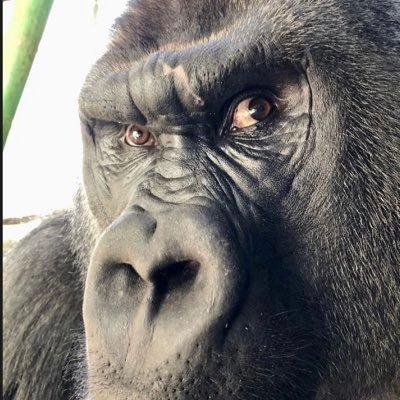 reptielkiker's profile image