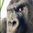 reptielkiker's profile image