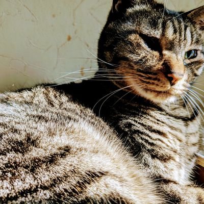 fusa20221016's profile picture. (ФωФ)