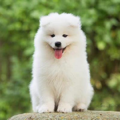 marceli_wil's profile picture. software dev
PHP, JS, Python, React