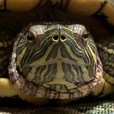 makotohhh3's profile picture. 