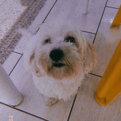 Sophia__Lopes's profile picture. 