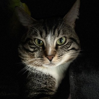 Tomthecat2012's profile picture. 