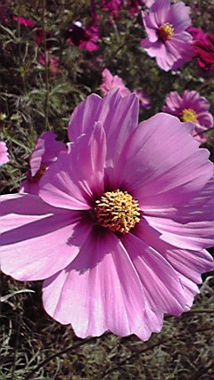 310310310tomomi's profile picture. かたよらない心こだわらない心とらわれない心　ひろく ひろく もっとひろく