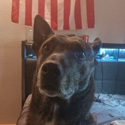 Who_Am_I_1988_'s profile picture. I bark and I knowingly chew thing's.