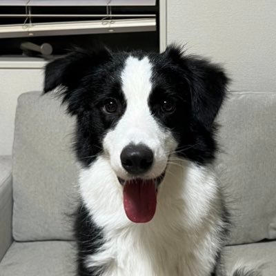 ミサイルボーダーコリーと暮らしてます🐶元仮装の民🎃ひっそりまつ毛屋さん・💎💚🐻・🥛💎🤍・🍑🦀・🥷🏻🥚🧻・9/21:伏木蔵