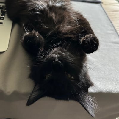 IkerMamarree's profile picture. Nada de lo que se escribe aquí es una completa mentira o una verdad absoluta, a menos que opines lo contrario!