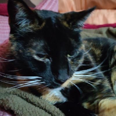 rorro_c's profile picture. Cristiano, Ingeniero Comercial viviendo en Santiago de Chile.
Felizmente casado 🤩