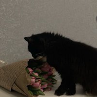 A. (@a5ji5m) 's Twitter Profile Photo