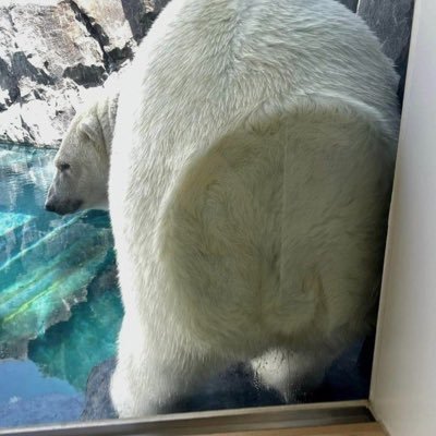 boxmeow2's profile picture. 