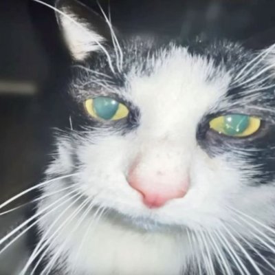 raritmiu's profile picture. 