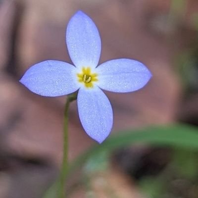 boogaloonow's profile picture. ✝️✡️ Jesus Christ is my lord. I'm Danni, I'm a mom, wife, star gazer, aspiring novelist, conspiracy theorist, chicken tender.