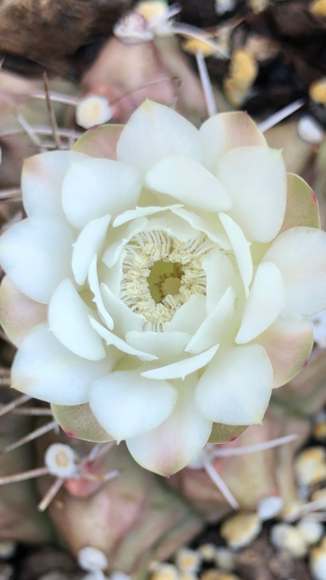 BrendaHayedt5j's profile picture. 