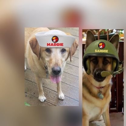 Shiloh wuz a Christmas gift from our girl to our Dad. She went 2024 🌈. Sisters Sammie & Maddie are Lieutenants in daZombieSquad & pawtrol daily. #ZSHQ. #ZZST