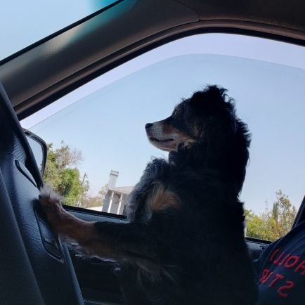 Wolfvenger2679's profile picture. New account for @D9D4LIFE